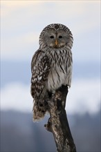 Ural Owl (Strix uralensis), adult, in winter, snow, perch, Bohemian Forest, Czech Republic, Europe