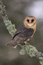 Central European barn owl (Tyto alba guttata), adult, perch, in winter, Šumava, Czech Republic,