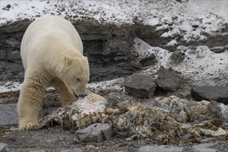 Scavenging polar bear (Ursus maritimus) eating the carcass of a stranded dead minke whale on the