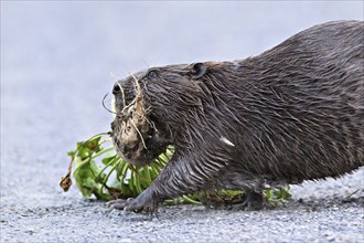 European beavers (Castor fiber), walking along a field path with a turnip in its mouth, Freiamt,