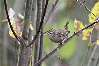 Eurasian wren (Troglodytes troglodytes), sitting on a branch, Switzerland, Europe