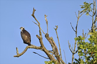 Western osprey (Pandion haliaetus), perched on a branch, Flachsee, Canton Aargau, Switzerland,