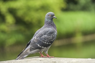 Pigeon, Lazienki Park, Warsaw, Mazovian Voivodeship, Poland, Europe