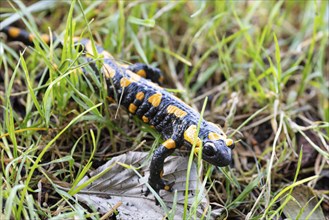 Fire salamander (Salamandra salamandra), Bavaria, Germany, Europe