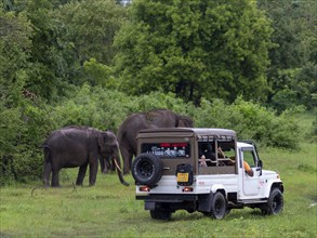 Herd of elephants (Elephas maximus maximus) and off-road vehicle, Minneriya National Park, Sri