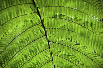 Australian tree fern (Cyathea australis) play of light, sun, see-through, transparent,