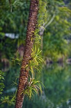 Crater lake Lake Eacham in tropical rainforest with palm tree in the Atherton tablelands,