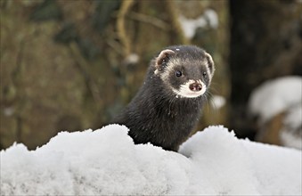 European polecat (Mustela putorius) or wood polecat, sitting in the snow, captive, Switzerland,