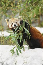 Red panda (Ailurus fulgens), eating bamboo, captive, Switzerland, Europe