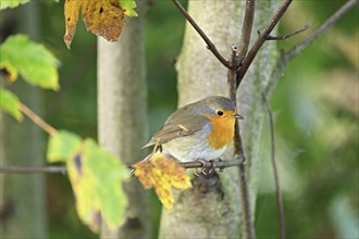 European robin (Erithacus rubecula), sitting on branch, Switzerland, Europe