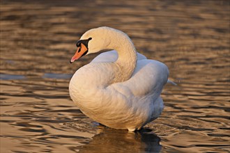 Mute swan (Cygnus olor), during plumage care