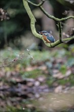 Common kingfisher (Alcedo atthis) with fish, Emsland, Lower Saxony, Germany, Europe