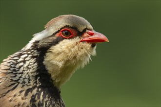 Red legged or French partridge (Alectoris rufa) adult bird head portrait, Norfolk, England, United