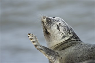 Common or Harbor seal (Phoca vitulina) adult waving its front leg on a coastal beach, Norfolk,