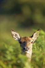 Red deer (Cervus elaphus) adult female hind animal portrait, Surrey, England, United Kingdom,