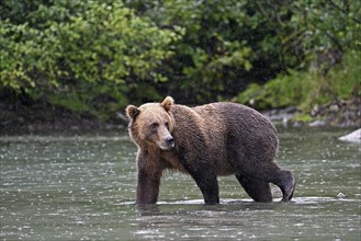 Brown bear (Ursus arctos) walking through the water and looking back at the shore, Lake Clark