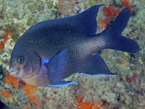 Neon reef fish (Abudefduf luridus), El Cabron marine reserve dive site, Arinaga, Gran Canaria,