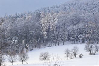 Winter landscape, Saxony, Upper Lusatia, Germany, Europe