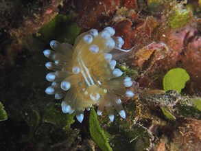 Striped thick-billed slug (Janolus cristatus), dive site Cap de Creus Marine Reserve, Rosas, Costa