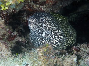 Spotted moray (Gymnothorax moringa), dive site John Pennekamp Coral Reef State Park, Key Largo,