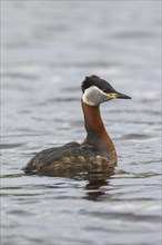 Red-necked grebe (Podiceps grisegena) swimming in lake during the breeding season in spring