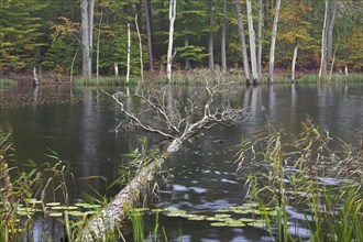 Schweingartensee in autumn, lake in the Serrahn Hills, Serrahner Berge, Mecklenburgische Seenplatte