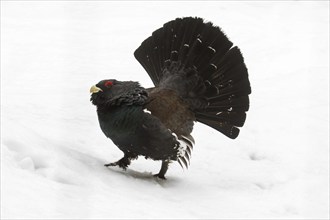 Western capercaillie (Tetrao urogallus), wood grouse, heather cock male displaying tail during