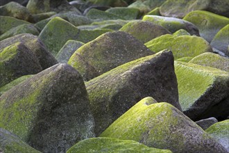 Rocks covered in alga along the coast in the Jasmund National Park, island Rügen, Western