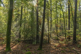 Rays of sunlight through the fog in a mountain forest in autumn. Vosges, Alsace, France, Europe