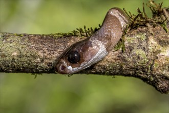 Night snake (Parastenophis betsileanus), Marojejy National Park, Madagascar, Africa