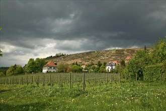 Hoflößnitzi is a former Electoral Saxon, now municipal winery in Radebeul (Oberlößnitz district) on