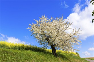 Cherry tree in Gnandstein