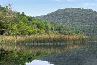 Landscape with reed belt in Krka National Park, Croatia, Europe