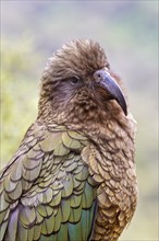 Kea (Nestor notabilis), Fiordland National Park, New Zealand, Oceania