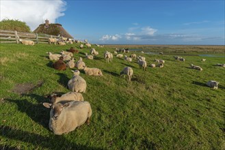 Hamburg Hallig, flock of sheep on the dwelling mound, thatched house, salt marshes, Reußenköge,