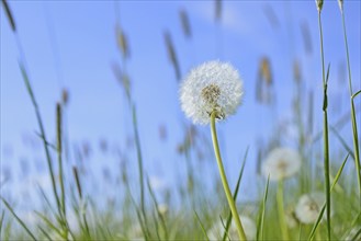 Meadow with common dandelion (Taraxacum sect. Ruderalia), fruit stand, blue sky, North