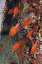 Shoal, group of cardinalfish (Apogon imberbis) in the Mediterranean Sea near Hyères. Dive site