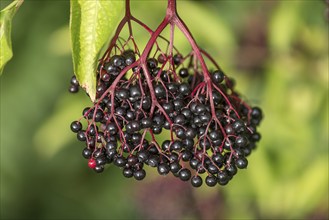 Ripe berries of black elder (Sambucus), Bavaria, Germany, Europe