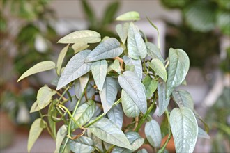 Tropical 'Epipremnum Pinnatum Cebu Blue' houseplant with silver-blue leaves in flower pot on table