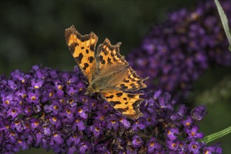 C butterfly (Polygonia c-album) on butterfly bush (Buddleja), Baden-Württemberg, Germany, Europe