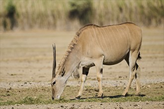 Common eland (Taurotragus oryx) standing in the dessert, captive, distribution Africa