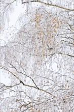 Wintertime, Birch, Saxony, Germany, Europe