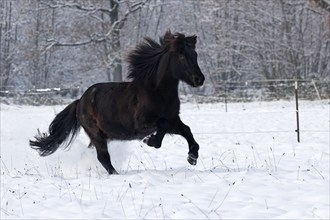 Icelandic horse (Equus islandicus) galloping over winter pasture in the snow, gelding,