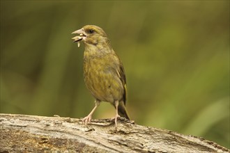 European greenfinch (Chloris chloris) at the summer feeding site, Allgäu, Bavaria, Germany, Europe