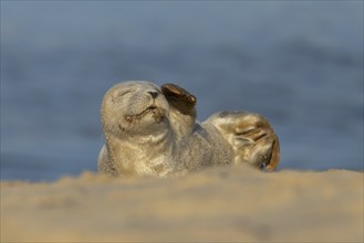 Common or Harbor seal (Phoca vitulina) juvenile baby pup on a coastal sandy beach, Norfolk,