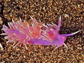 Purple thread snail (Flabellina affinis), dive site El Cabron marine reserve, Arinaga, Gran