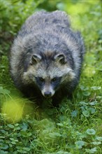 Raccoon dog (Nyctereutes procyonoides), running in meadow, Hesse, Germany, Europe