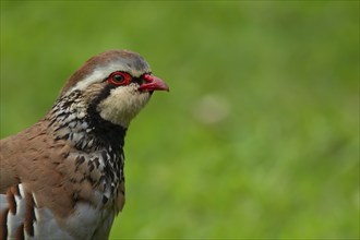 Red legged or French partridge (Alectoris rufa) adult bird head portrait, Norfolk, England, United