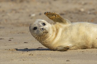 Common or Harbor seal (Phoca vitulina) juvenile baby pup waving its front leg on a sandy beach,