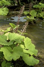 Butterbur (Petasites hybridus), medicinal plant, herb, wild plant, medicinal use